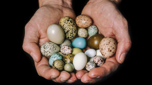 Bird eggs in hands of curator